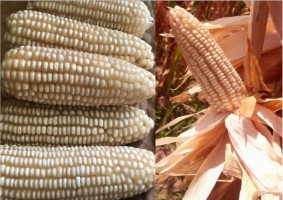 Maize grains from Tanzania